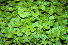Fresh Gotu Kola leaves