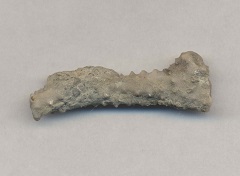 Lake Superior - Manitoulin Island - Ordovician Fossils
